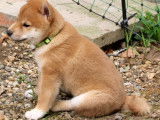 4 chiots Shiba Inu disponibles à la réservation