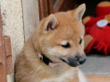 4 chiots Shiba Inu disponibles à la réservation
