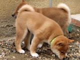 4 chiots Shiba Inu disponibles à la réservation