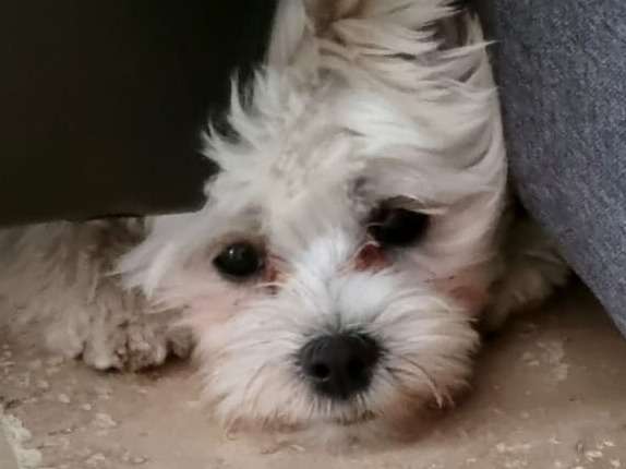 Chiot Bichon Maltais femelle non LOF à vendre