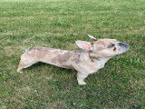 Bouledogue Français merle pour saillie