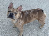 Bouledogue Français merle pour saillie