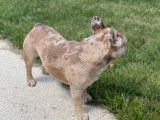 Bouledogue Français merle pour saillie