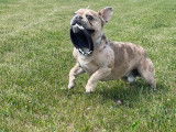 Bouledogue Français merle pour saillie