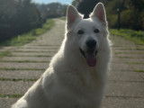 Berger Blanc Suisse disponible pour saillie