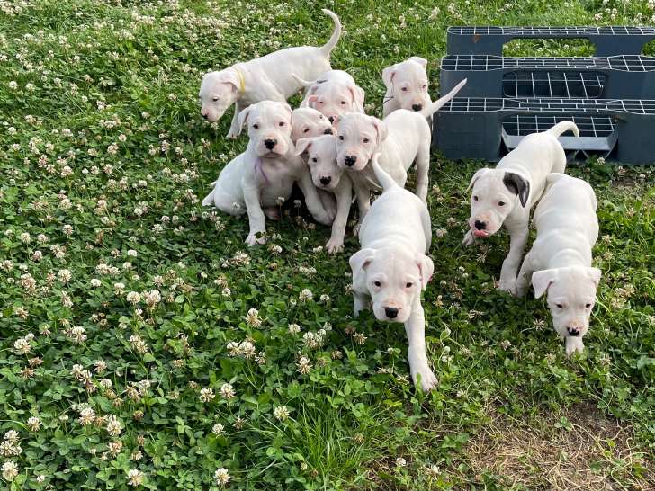 Chiots Dogues argentins à vendre (4 Femelles & 6 Mâles)