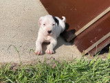 Chiots de race Dogue Argentin à vendre (4 femelles & 6 mâles)