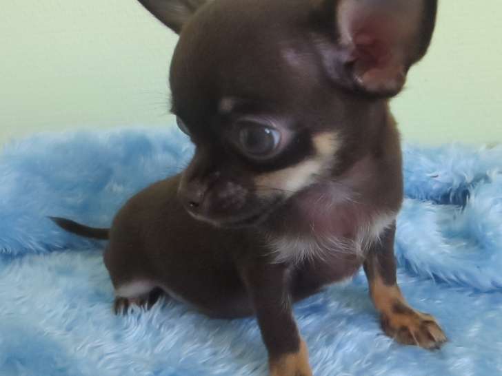 Chihuahua à poil court à vendre