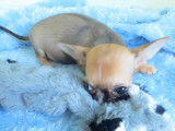 Chihuahua à poil court à vendre