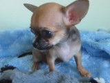 Chihuahua à poil court à vendre