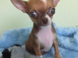 Chihuahua à poil court à vendre