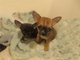 Chihuahua à poil court à vendre