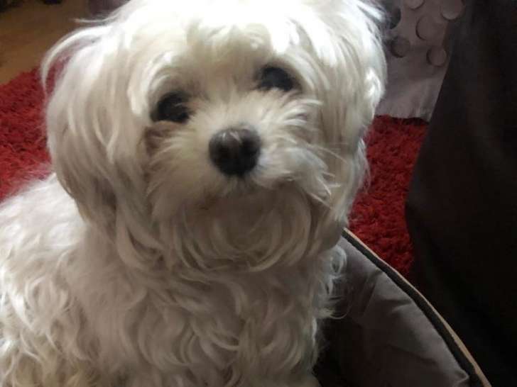 Chiot Bichon Maltais LOF à vendre