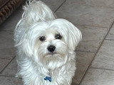 Chiot Bichon Maltais LOF à vendre