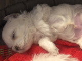 Chiot Bichon Maltais LOF à vendre