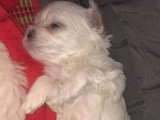 Chiot Bichon Maltais LOF à vendre