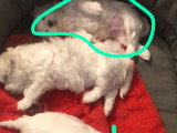 Chiot Bichon Maltais LOF à vendre