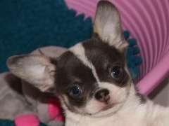 Adorables Chihuahuas mâles non LOSH, nés en mars 2022, à réserver pour juin 2022