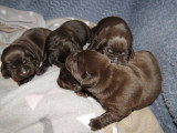 Splendides chiots Labrador non LOSH à retenir pour juin 2022 : deux femelles et trois mâles