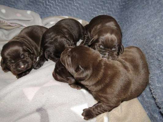 Splendides chiots Labrador non LOSH à retenir pour juin 2022 : deux femelles et trois mâles
