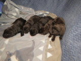 Splendides chiots Labrador non LOSH à retenir pour juin 2022 : deux femelles et trois mâles
