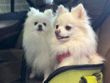 Chiots Spitz Pomeranian blanc