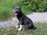 De race Staffordshire Bull Terrier disponible pour saillie