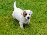 Chiots Jack Russell Terrier LOF &agrave; vendre
