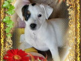 Chiots Jack Russell Terrier LOF &agrave; vendre