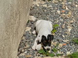 Chiots Jack Russell Terrier LOF &agrave; vendre