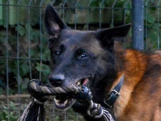 Prince, Malinois à l'adoption