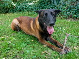Prince, Malinois à l'adoption