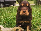 À acheter un chiot mâle Cocker Spaniel Anglais chocolat LOF