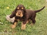 À acheter un chiot mâle Cocker Spaniel Anglais chocolat LOF