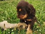 À acheter un chiot mâle Cocker Spaniel Anglais chocolat LOF