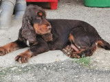 À acheter un chiot mâle Cocker Spaniel Anglais chocolat LOF