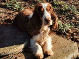 À acheter un chiot mâle Cocker Spaniel Anglais chocolat LOF