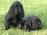 6 chiots Cockers Anglais LOF au pelage noir à la vente