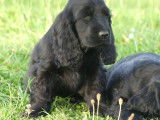 6 chiots Cockers Anglais LOF au pelage noir à la vente