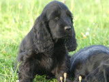 6 chiots Cockers Anglais LOF au pelage noir à la vente