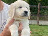 3 chiots mâles Golden Retrievers LOF disponibles à l’achat