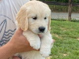 3 chiots mâles Golden Retrievers LOF disponibles à l’achat