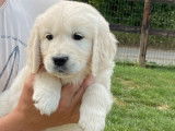 3 chiots mâles Golden Retrievers LOF disponibles à l’achat