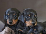 Réservation pour 6 chiots Teckels nains noirs et feu LOF