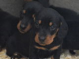 Réservation pour 6 chiots Teckels nains noirs et feu LOF