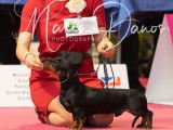 Réservation pour 6 chiots Teckels nains noirs et feu LOF