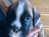 À réserver : un chiot Boxer d’avril 2022, mâle fauve cerf LOF