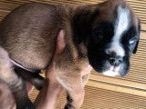 À réserver : un chiot Boxer d’avril 2022, mâle fauve cerf LOF