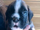 À réserver : un chiot Boxer d’avril 2022, mâle fauve cerf LOF