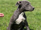 9 chiots femelles American Staffordshire Terriers LOF bleus &agrave; vendre